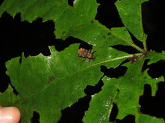 Lyperobates
