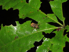 Lyperobates