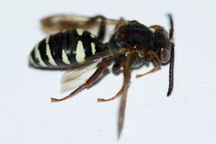 Nomada vicina