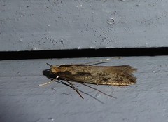 Tinea pallescentella