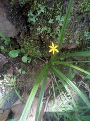 Hypoxis mexicana