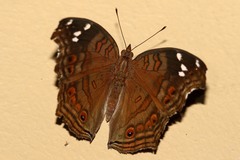 Junonia natalica natalica