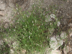 Vicia pulchella