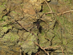 Forsteropsalis inconstans