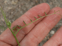 Vicia pulchella