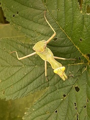 Hierodula patellifera