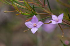 Boronia filifolia
