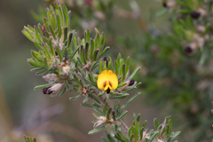 Pultenaea canaliculata