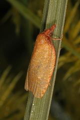 Sparganothis distincta