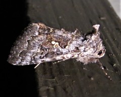 Syngrapha octoscripta