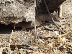 Notocitellus adocetus