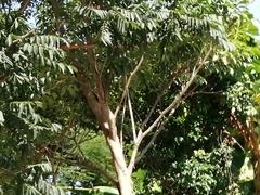 Sporophila morelleti