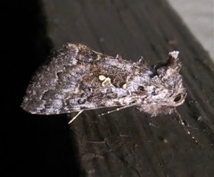 Syngrapha octoscripta