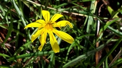 Microseris borealis