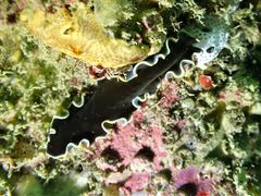 Pseudoceros prudhoei