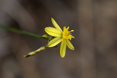 Tricoryne tenella