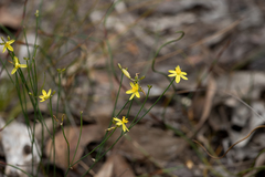 Tricoryne tenella