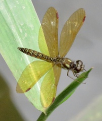 Perithemis domitia