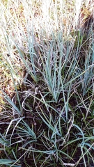 Carex livida