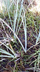 Carex livida