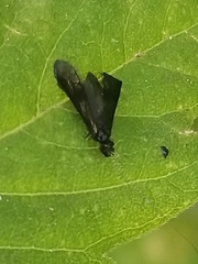 Mystacides sepulchralis