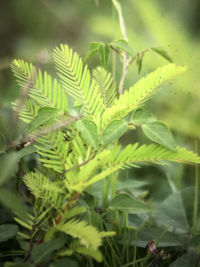 Dicots From NC 12 Cedar Island NC US On August 22 2020 At 10 29 PM dicots-from-nc-12-cedar-island-nc-us-on-august-22-2020-at-10-29-pm