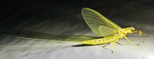 Giant mayfly