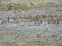 Calidris fuscicollis