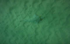 Aptychotrema rostrata