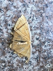 Thinopteryx crocoptera