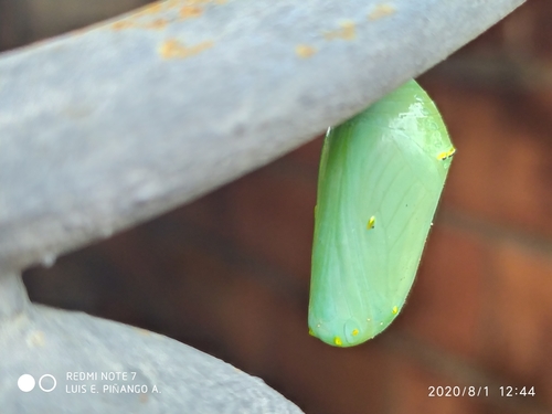 Monarch