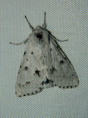Acronicta vulpina
