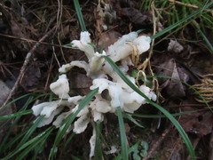 Sebacina sparassoidea