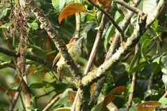 Campethera tullbergi