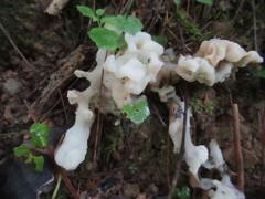 Sebacina sparassoidea