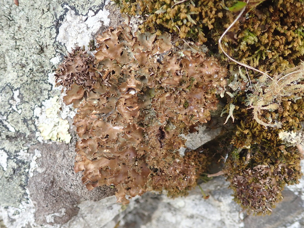 Pseudocyphellaria corbettii