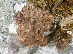 Pseudocyphellaria corbettii