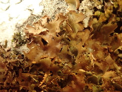 Pseudocyphellaria corbettii