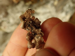 Pseudocyphellaria corbettii