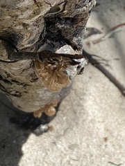 Diceroprocta alacris