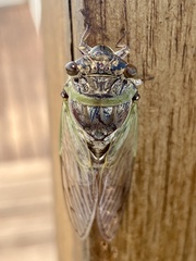 Diceroprocta alacris