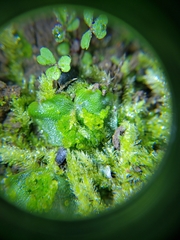 Lunularia cruciata