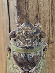 Diceroprocta alacris