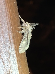 Dasychira obliquata