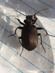 Calosoma alternans