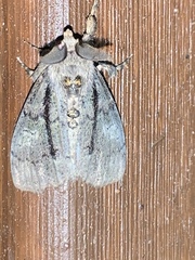 Dasychira obliquata
