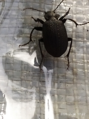 Calosoma alternans