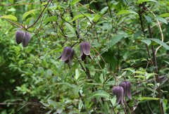 Clematis fusca