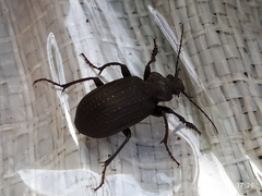 Calosoma alternans