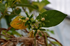 Gonolobus stenosepalus